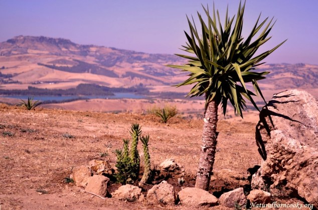 entroterra_sicilia_panorama_piante_grasse