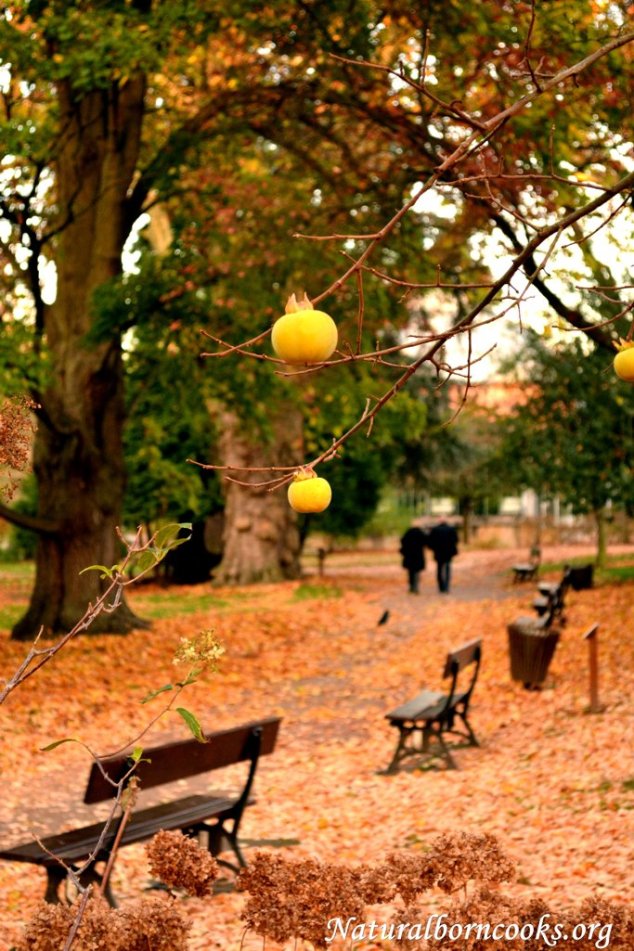 viale_autunno_giallo