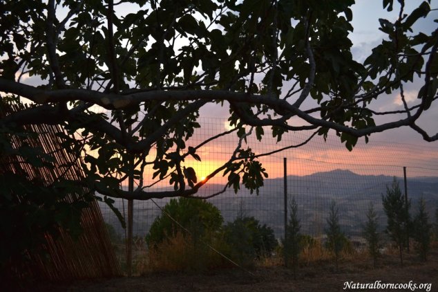 entroterra_fico_tramonto