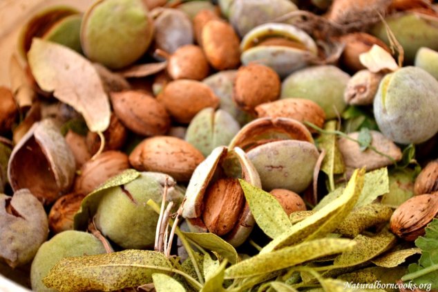 mandorle_appena_raccolte