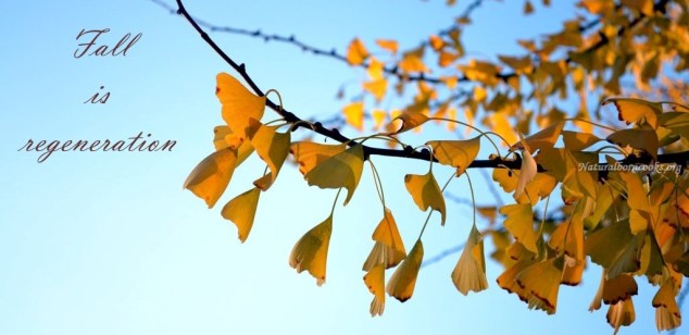 fall_is_regeneration_ginkgo_autunno2