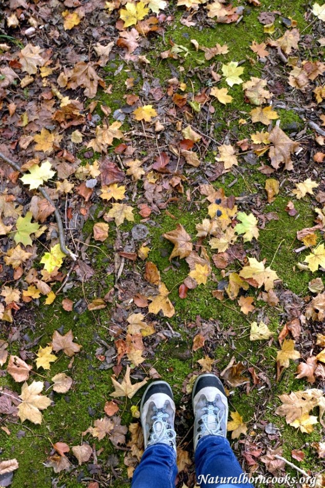 foglie_autunno_bosco