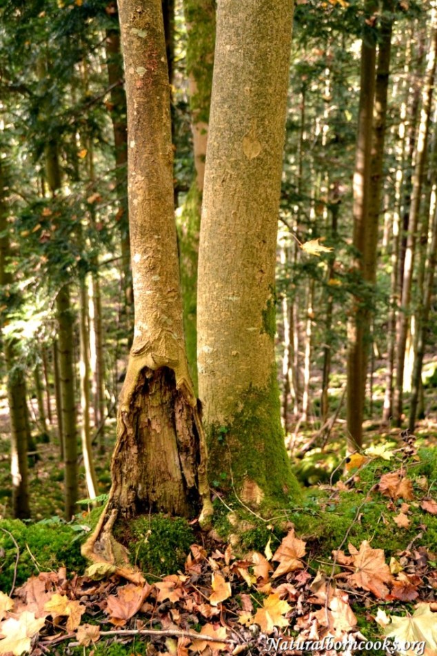 foglie_autunno_bosco