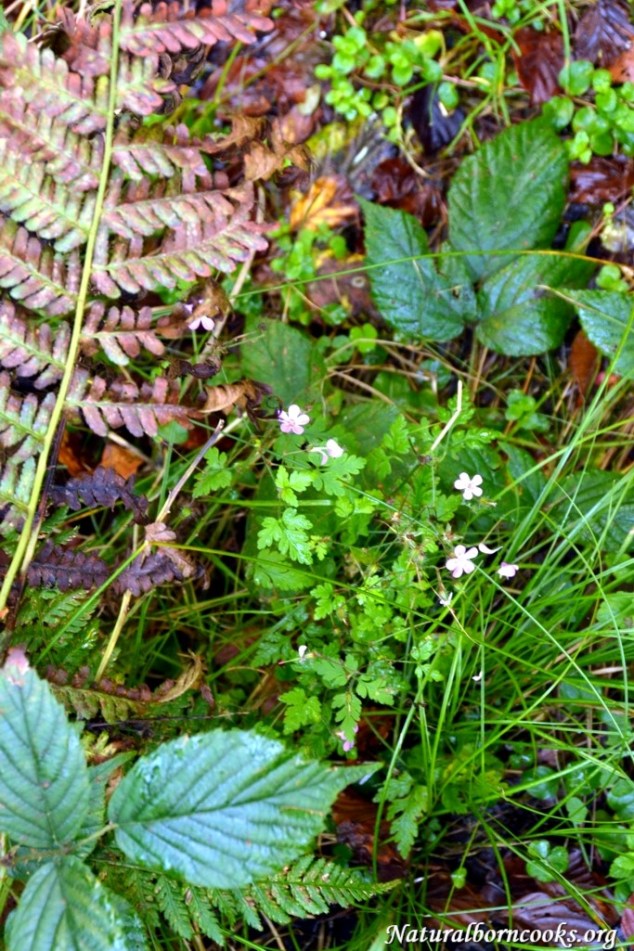 foglie_autunno_bosco
