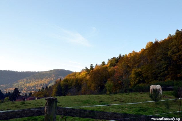 cascade_chateau_nideck