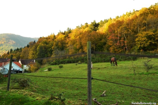 cascade_chateau_nideck
