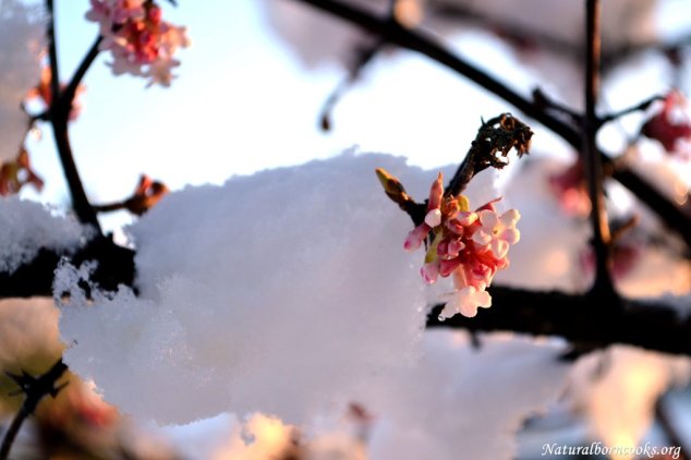 fiori_rosa_neve_coperti