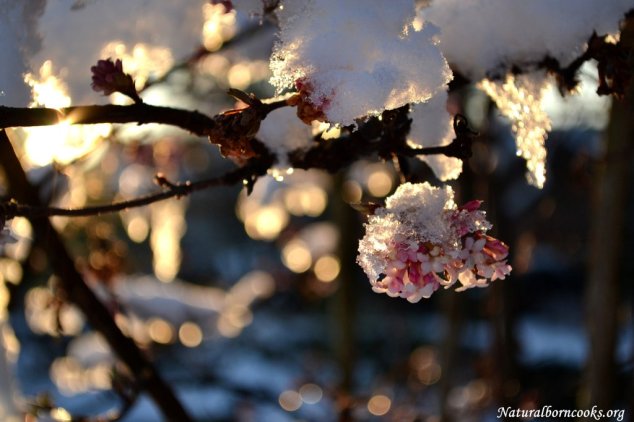 fiori_rosa_neve_ramo