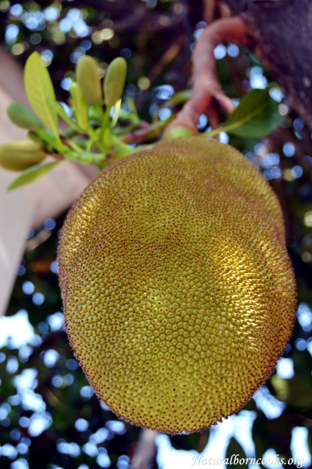 chiang_mai_jack_fruit