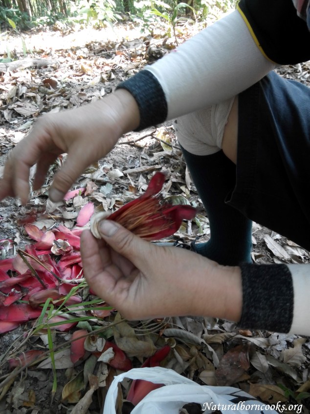 trekking_chiang_dao_jungle