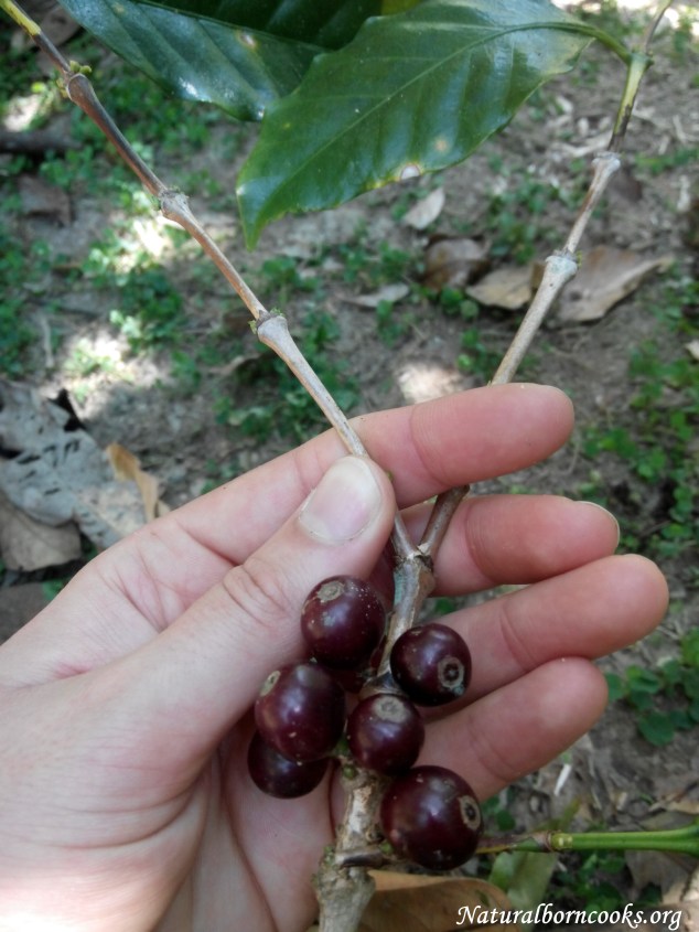 trekking_chiang_dao_jungle